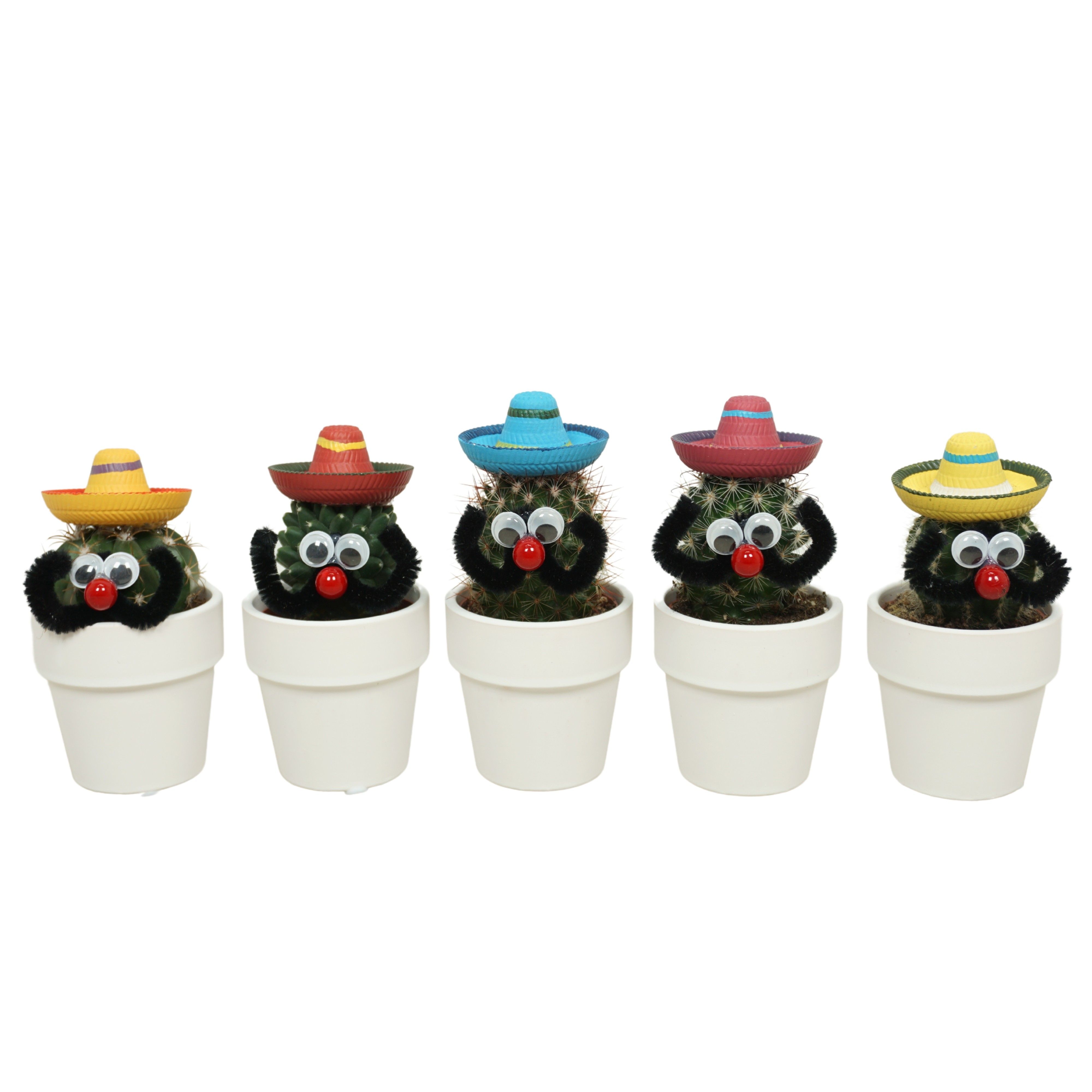 Cactus Mexicaan 5,5 cm in 6 cm 'Wit Kraagpotje, D 5,5