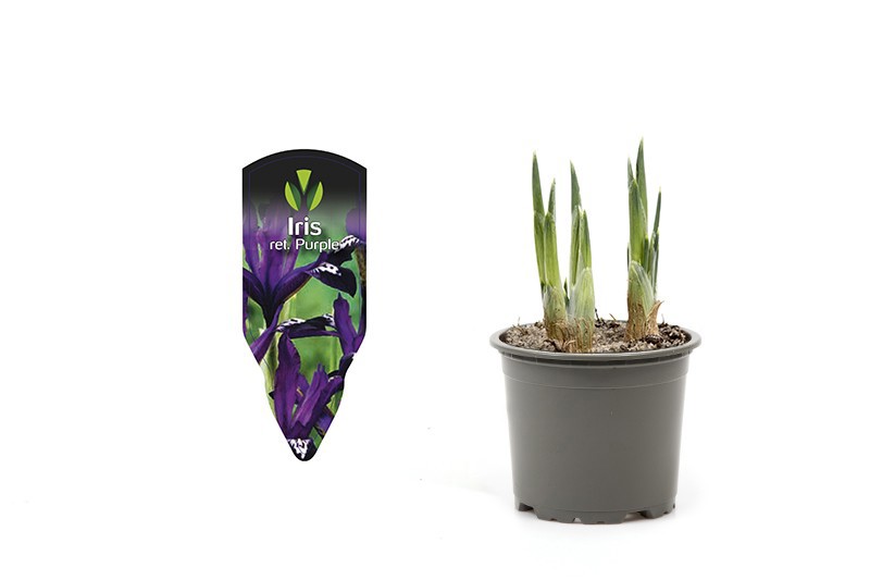 IRIS RETICULATA, D 9