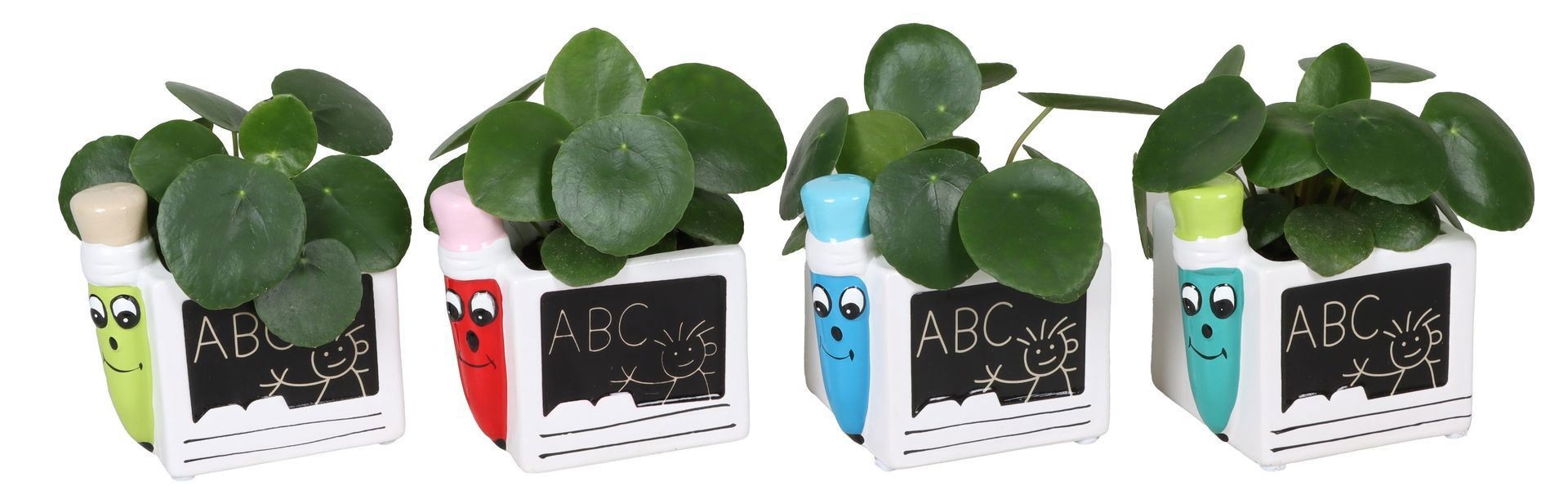 L 67387 With Pilea peperomioides 6 cm, D 6