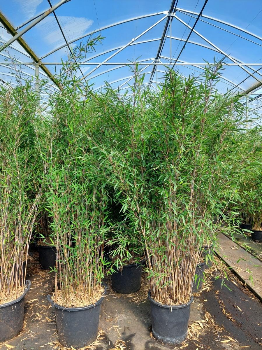 Fargesia 'Winter Joy', D 48