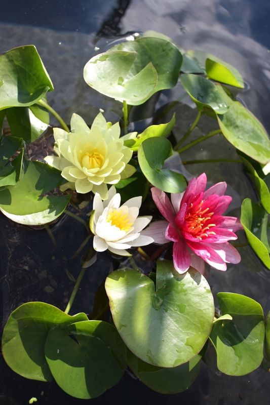 Nymphaea mix trio (3L), D 18