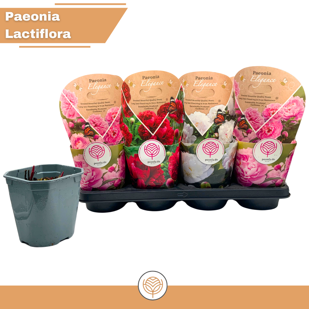 Paeonia lactiflora Mix red/white/pink, D 14