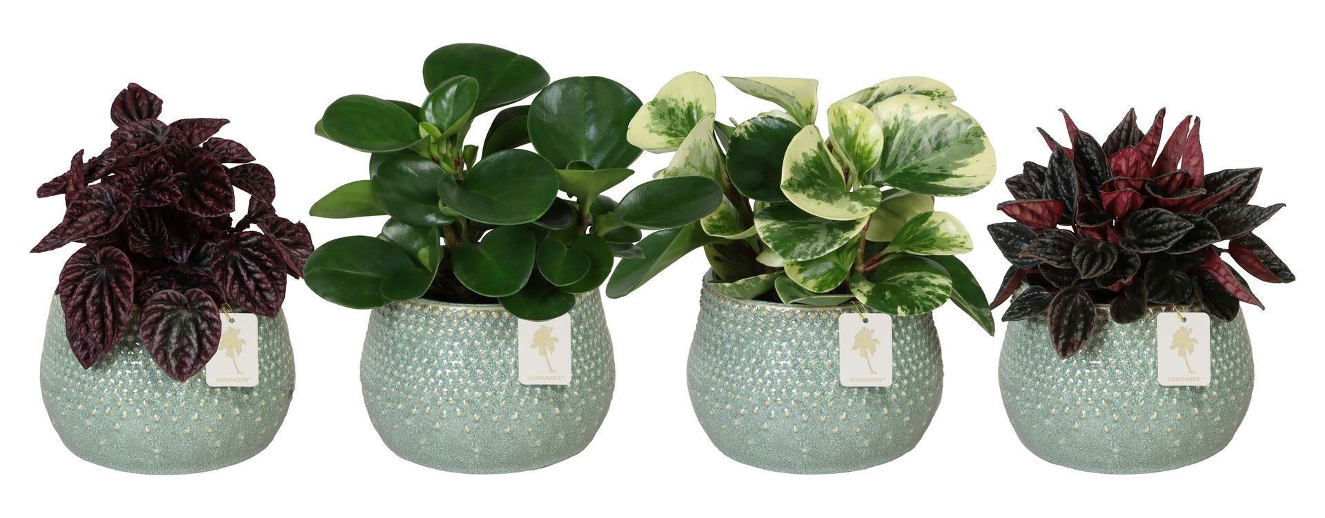 L 67277 with Peperomia Mix 12 cm, D 12