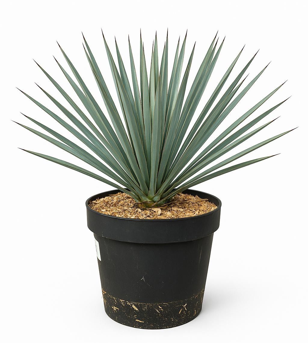 Yucca Rostrata 'Blue Swan' - 75cm, D 24