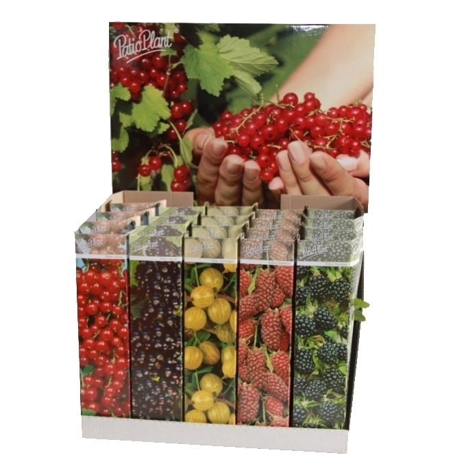 Klein Fruit mix (Ribes & Rubus), D 9