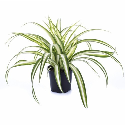 CHLOROPHYTUM COMOSUM, D 11