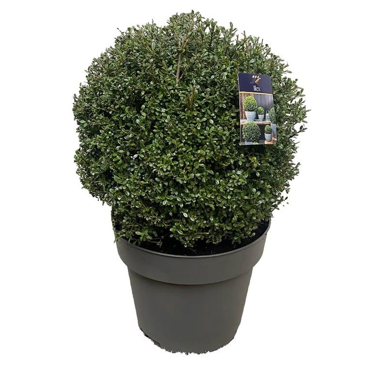 Ilex crenata 'Glory Gem' 50-55 cm c30/p40, D 40 cm