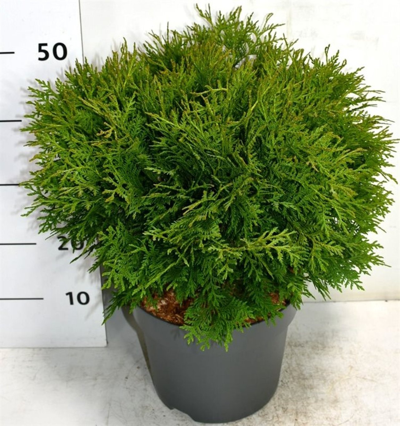 Thuja occ. 'Woodwardii', D 26
