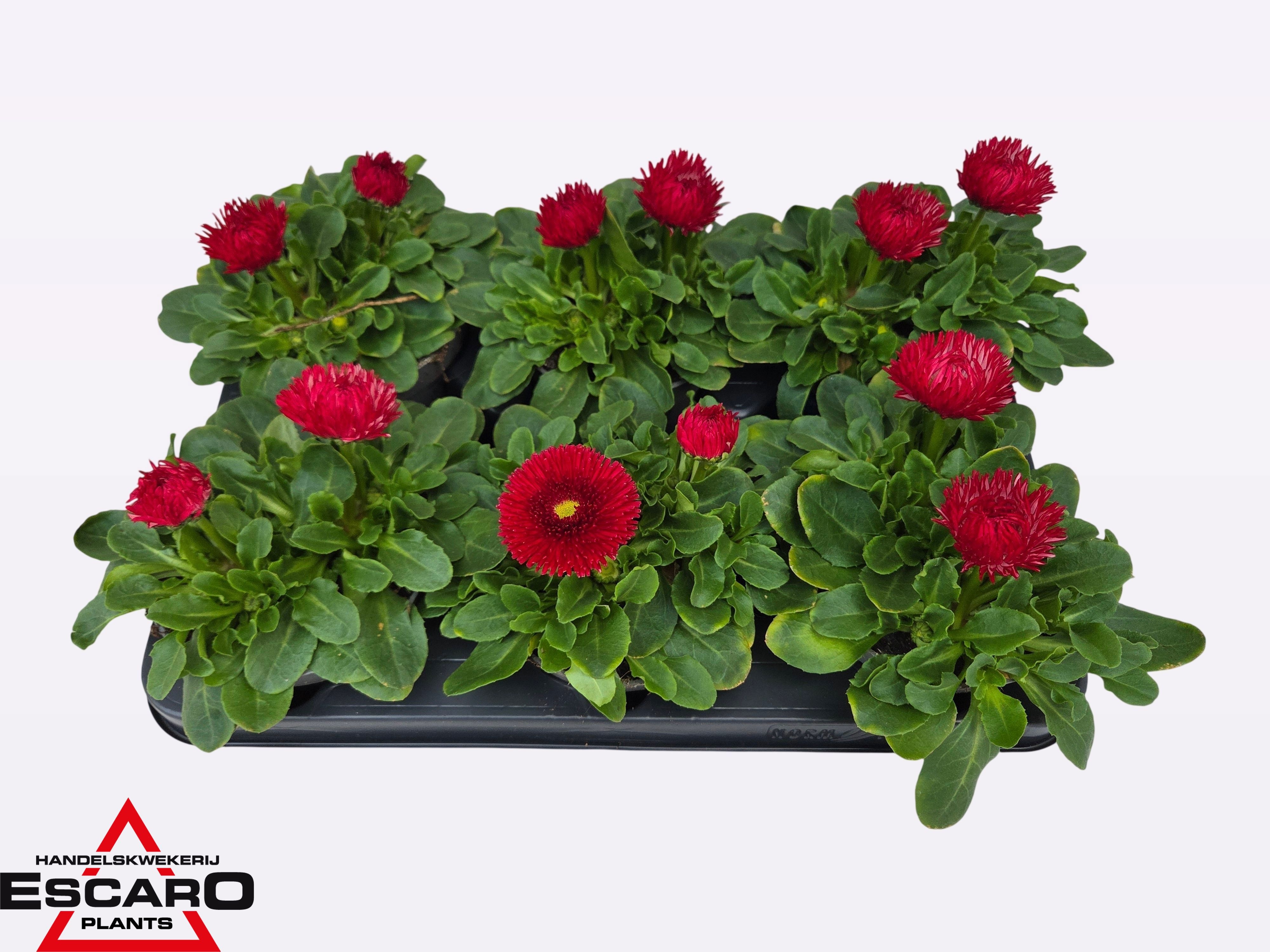 Bellis Perennis Beluga Bicolor red P12, D 12