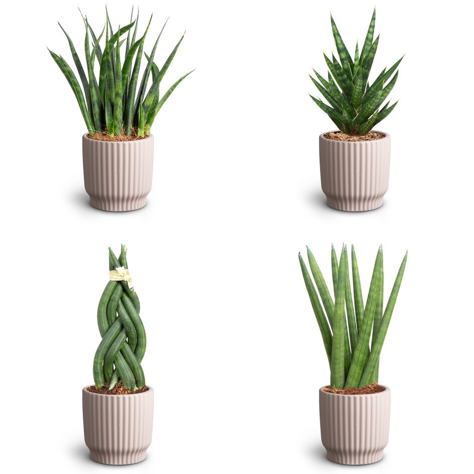 SANSEVIERIA MIX 30680563 Nordic L, D 7