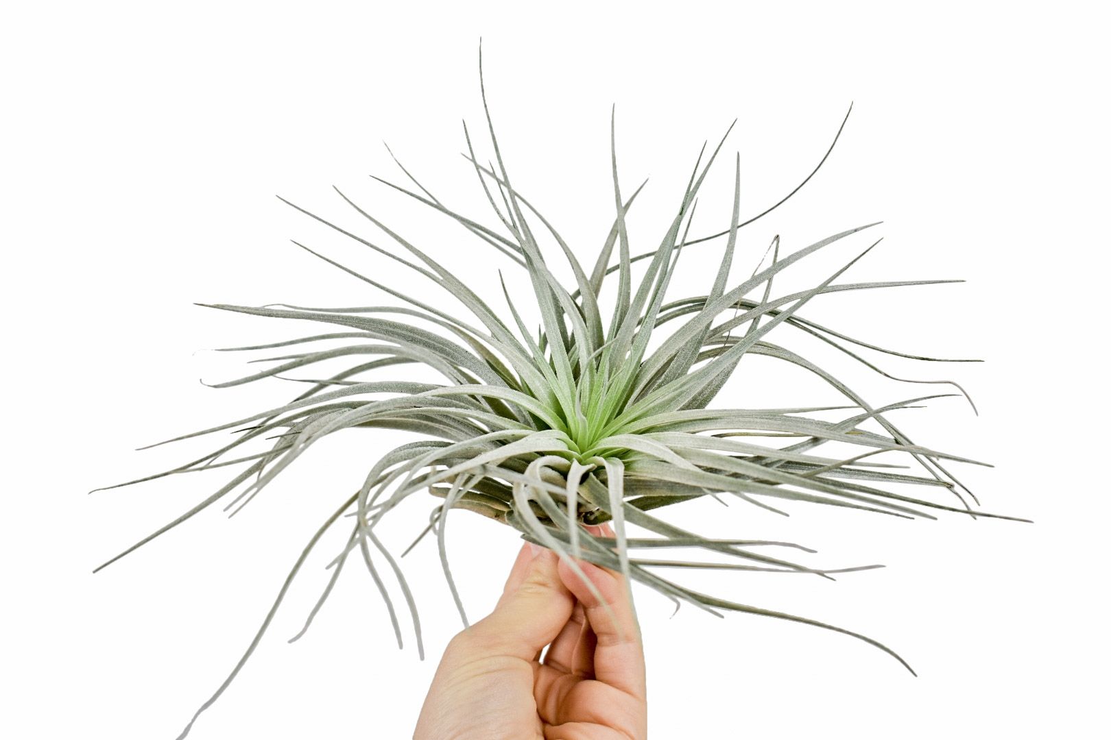 tillandsia silver, D 10