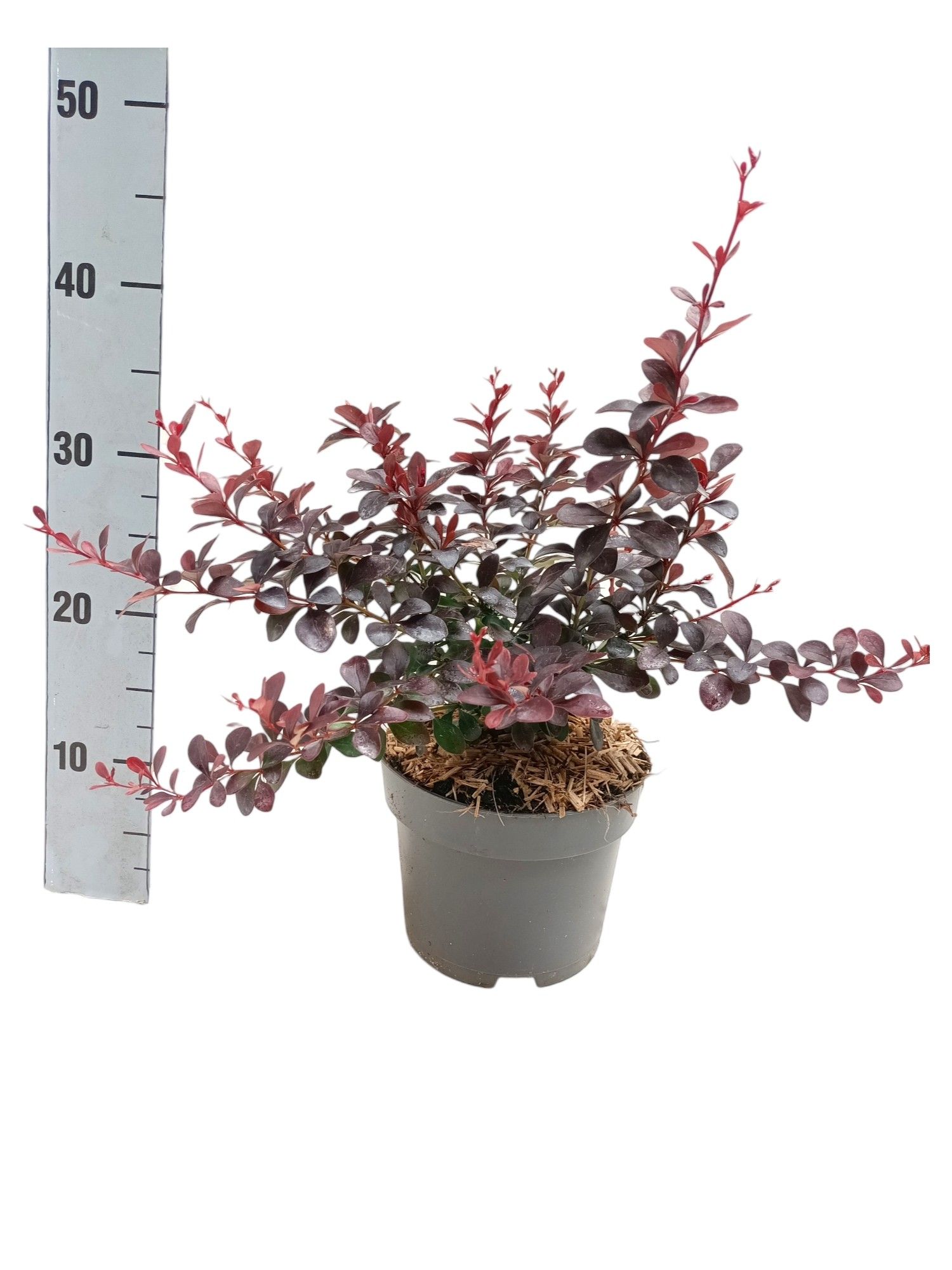 Berberis thunbergii 'Dart's Red Lady', D 17