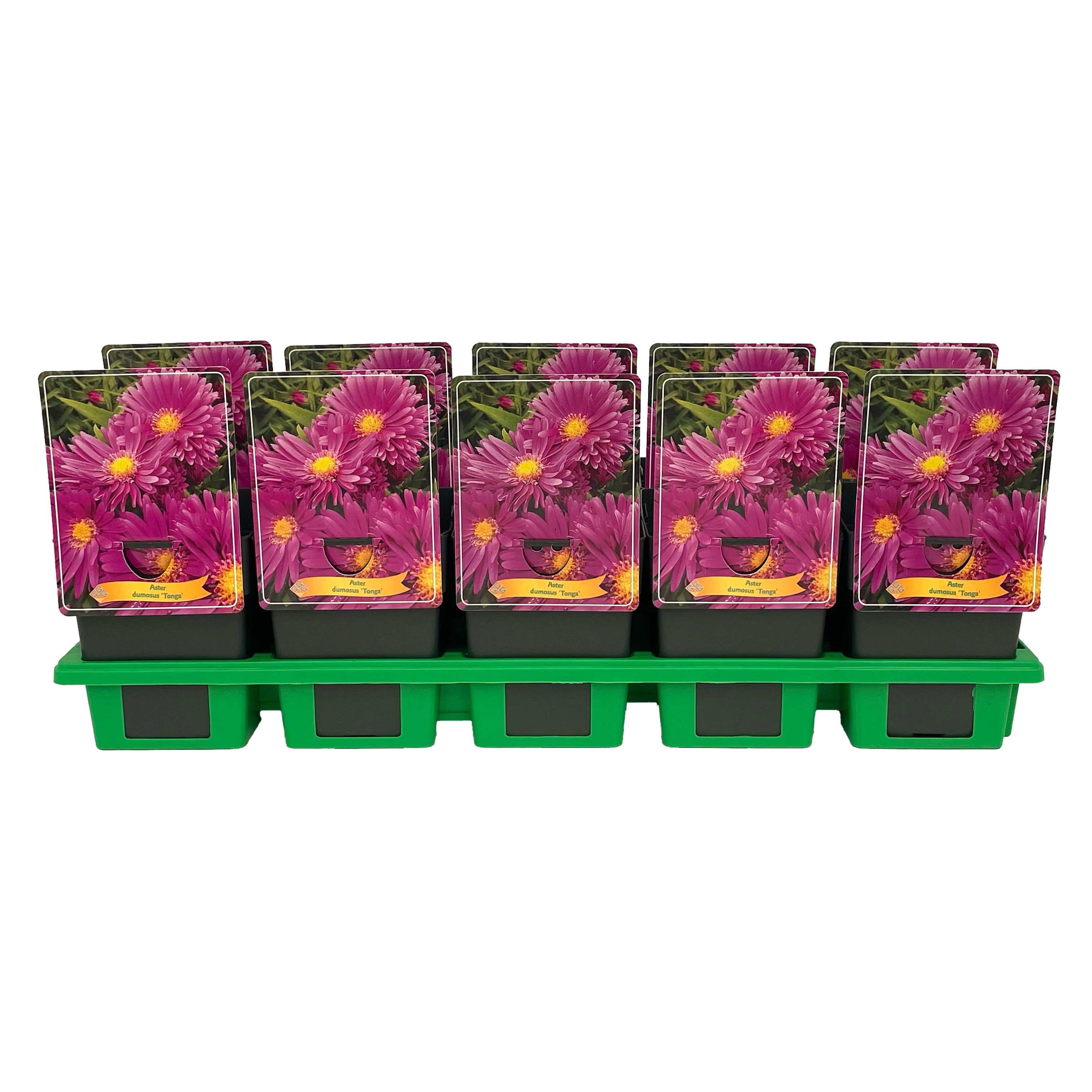 Aster 'Tonga' P11, D 11