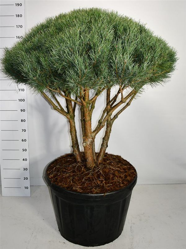 Pinus sylvestris 'Watereri', D 80