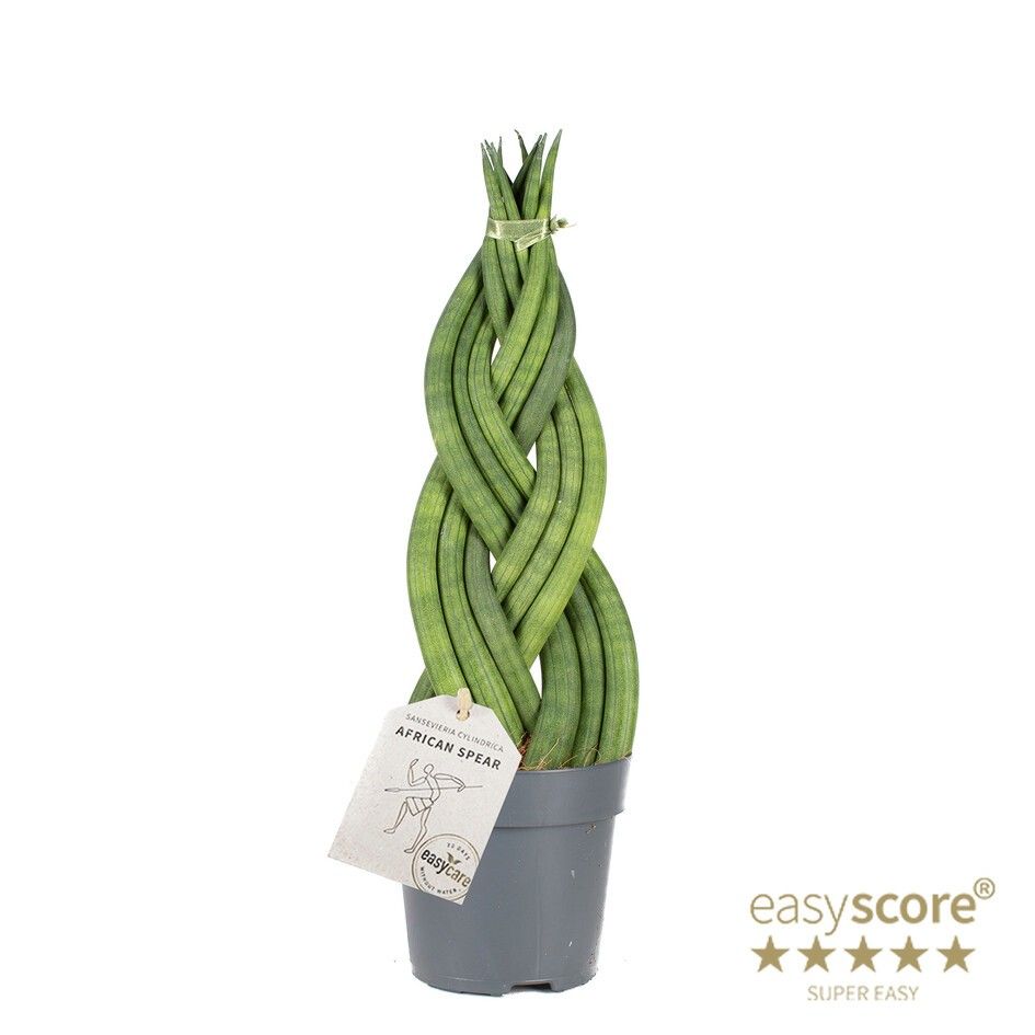 SANSEVIERIA CYLINDRICA 'Braid', D 11