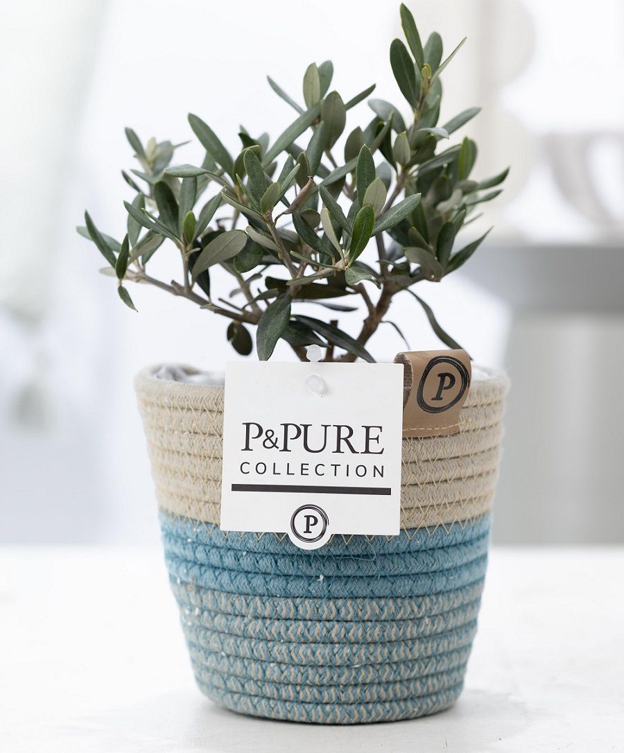 Olea Europaea in P&PURE Fashionpot Valerie, D 12