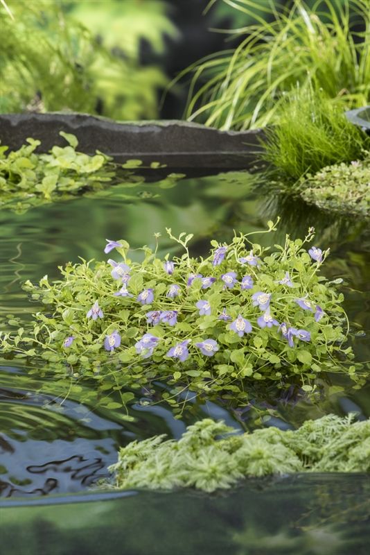 Mazus reptans Blauw (18x18), D 18