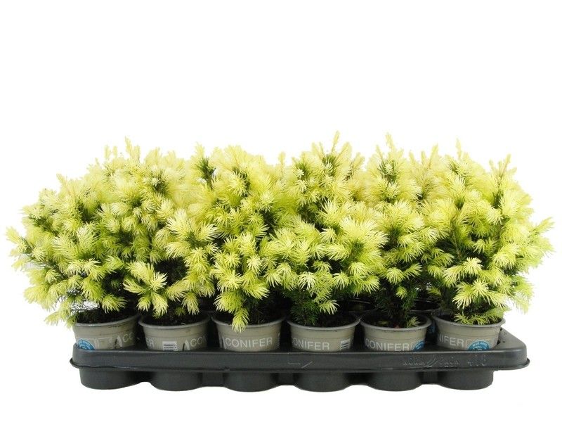 Picea glauca 'Daisy's White', D 9