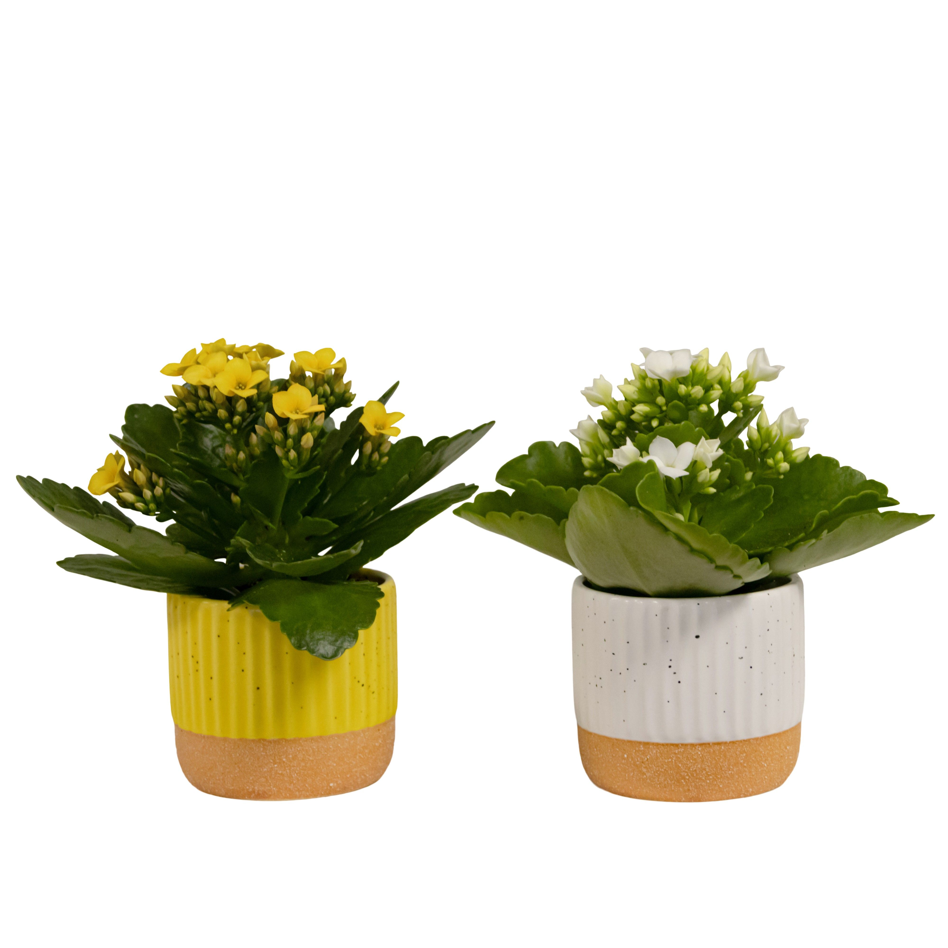 Sprinkles with Kalanchoe, D 6