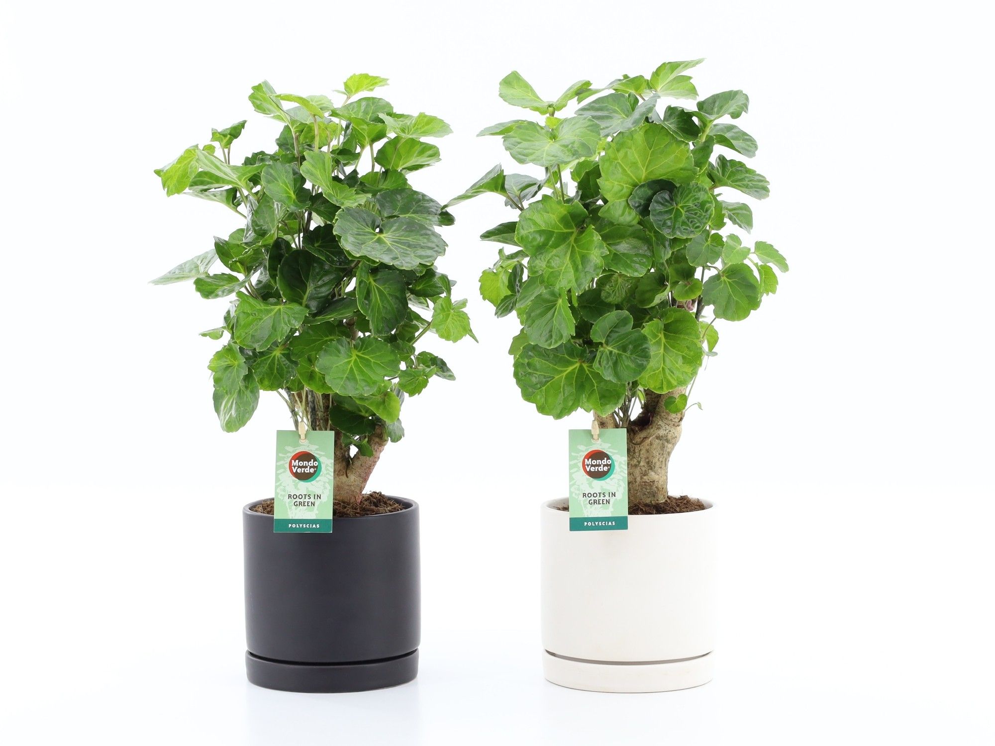 Polyscias Green Lemon in Hainan keramiek, D 13