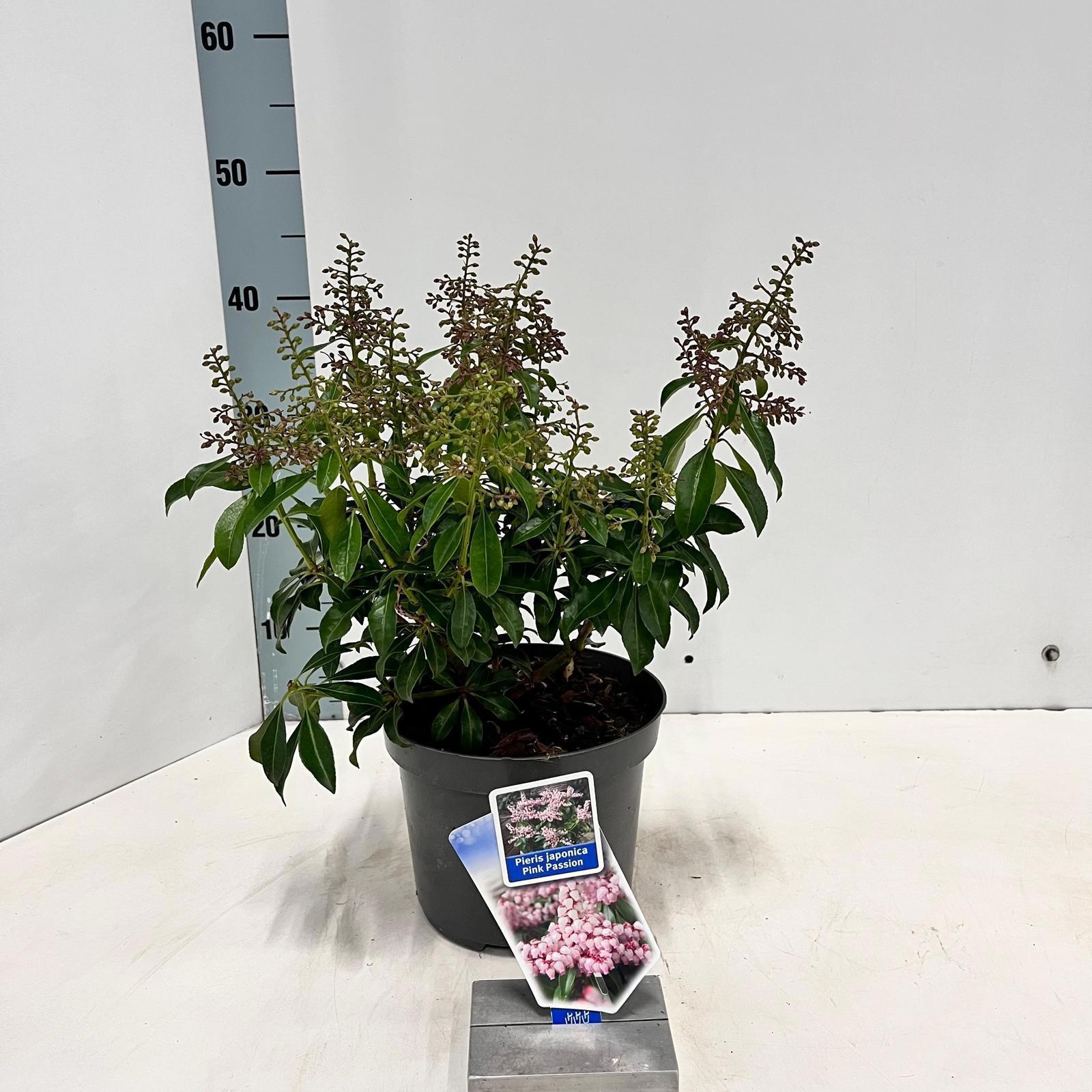 Pieris jap. Pink Passion ('Opstal 69'PBR), D 19
