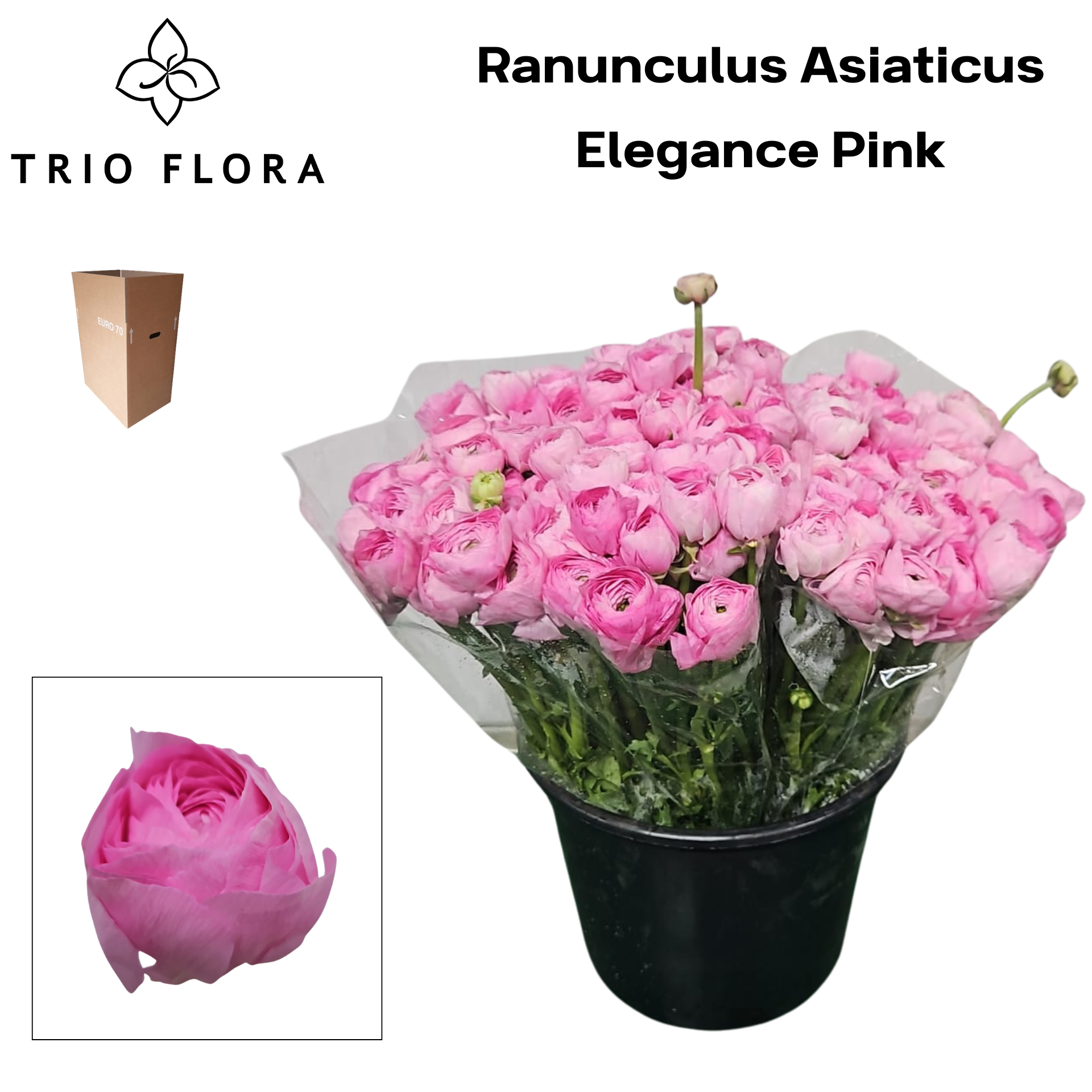 Ранункулус Элеганс Пинк 40, шт.