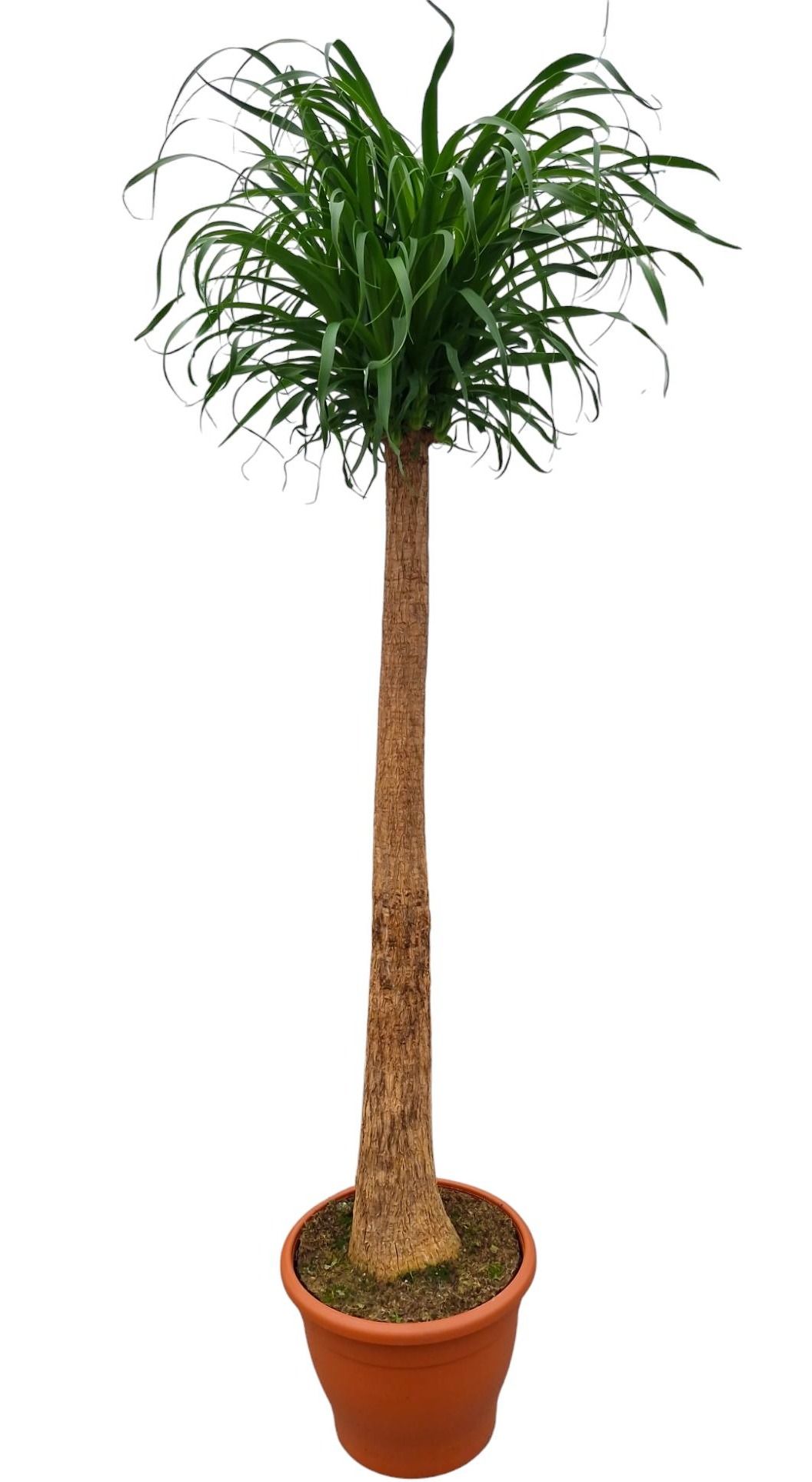 Beaucarnea 35 cm, D 35