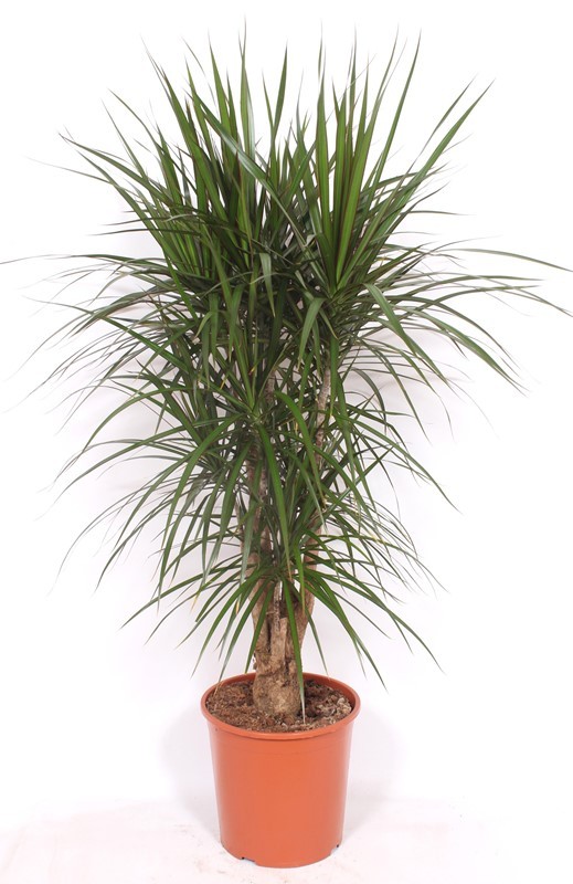 Dracaena marginata, D 30