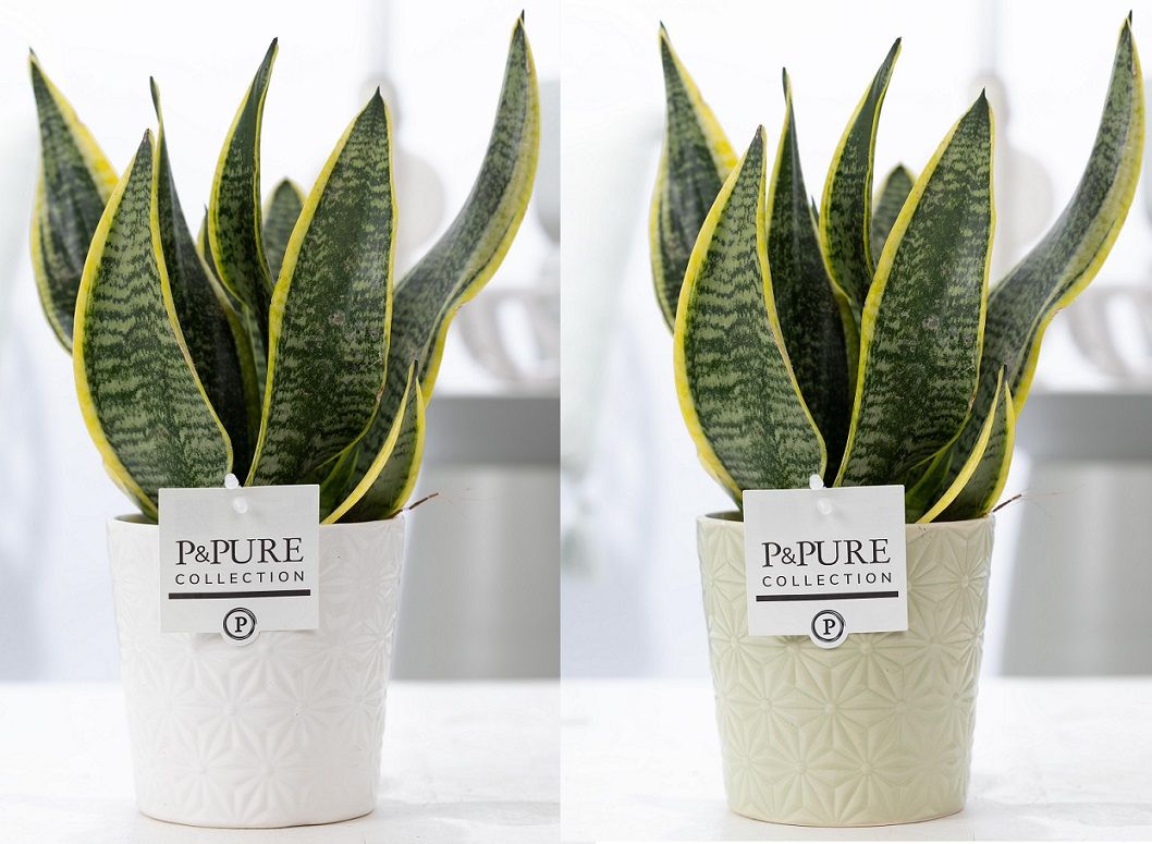 Sansevieria Trif. "Futura Superba" in P&PURE Juliette cer. 2 ass, D 12