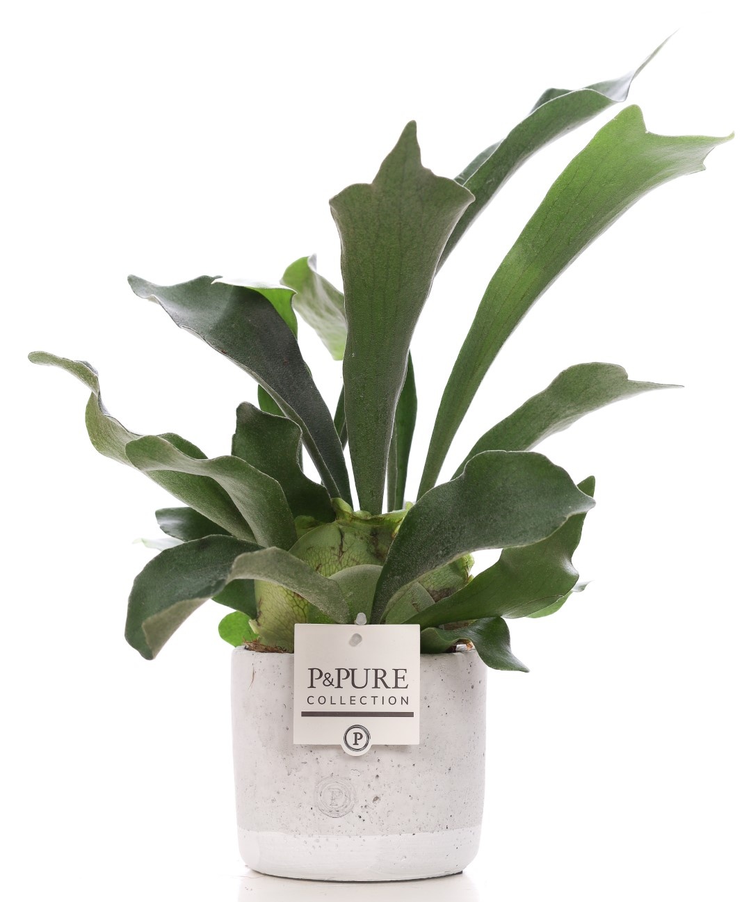 Platycerium Bif. in P&PURE Jade ceramics, D 12