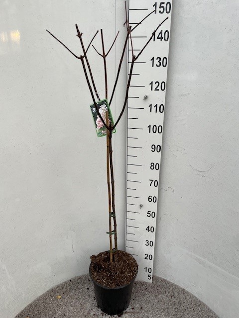 Hydrangea pan. Angel Blush 70-80 stam P28 C10, D 28