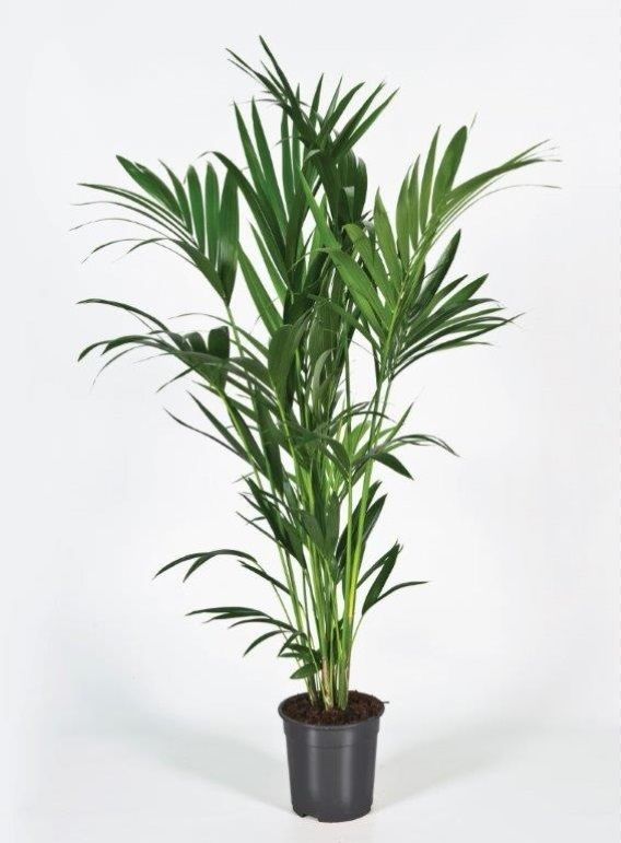 Howea forsteriana 150cm (Kentia), D 24