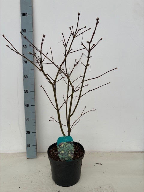 Acer japonicum 'Aconitifolium' P23 Full CC, D 23