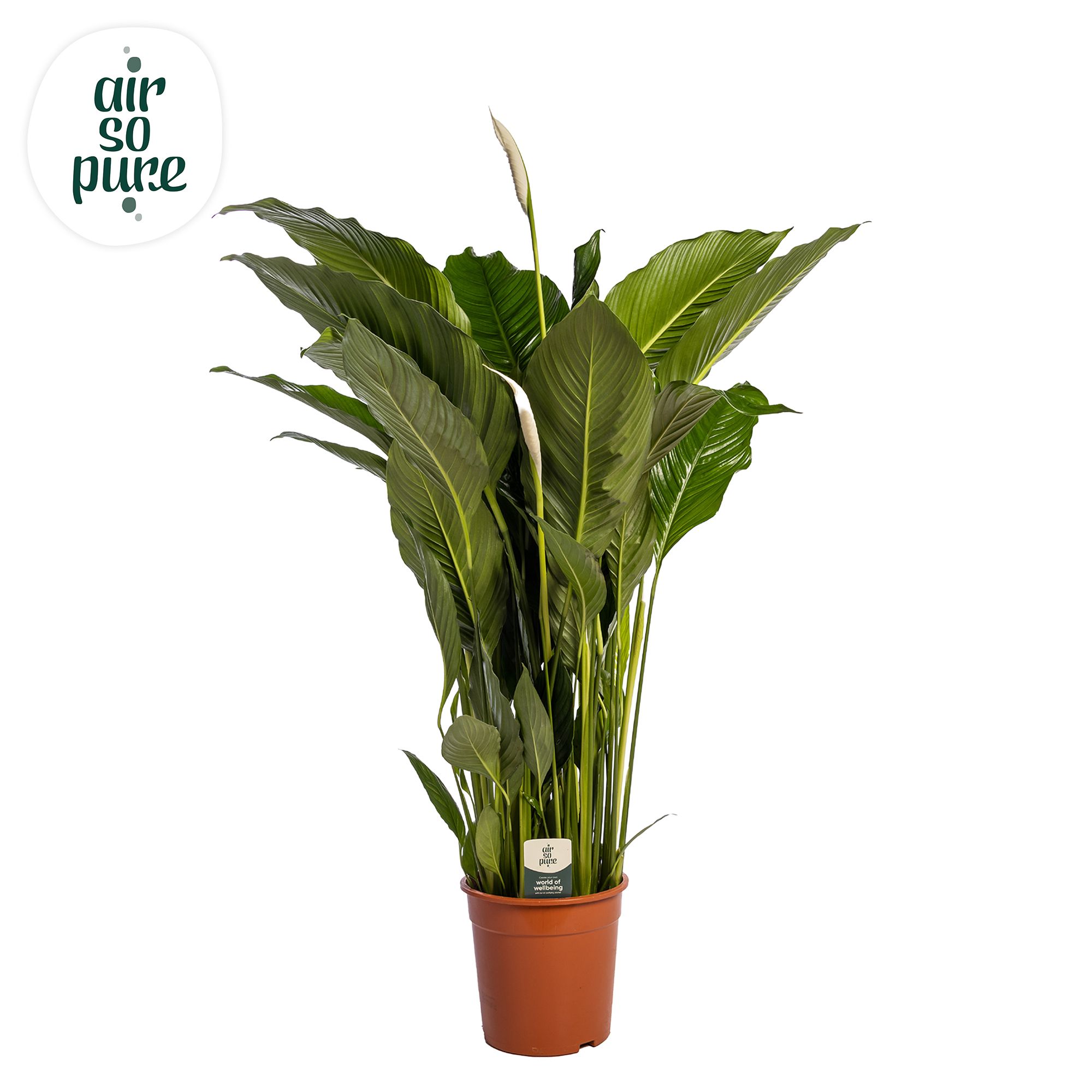 Spathiphyllum 'Sweet Sebastiano' ASP, D 27