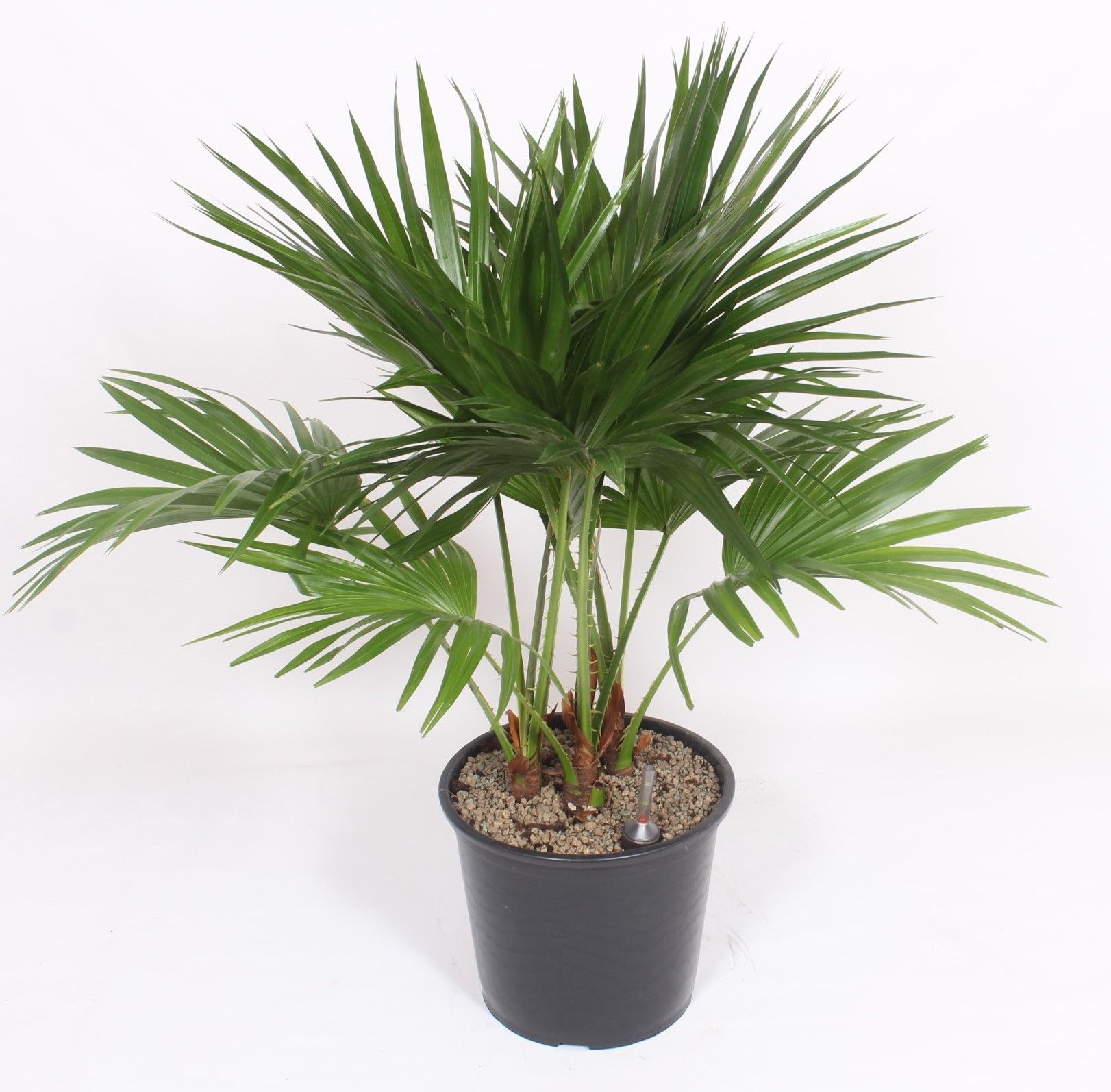 Livistona chinensis, D 32