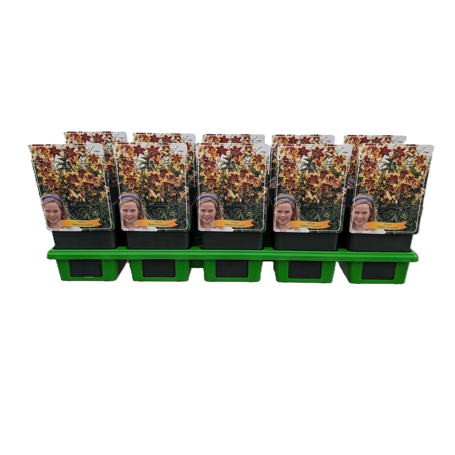 Lilium 'Robert Swanson XXL' P11, D 11