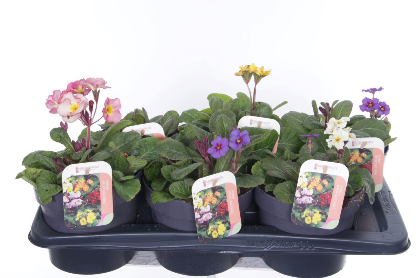 Primula elatior Gold Nugget mix, D 17
