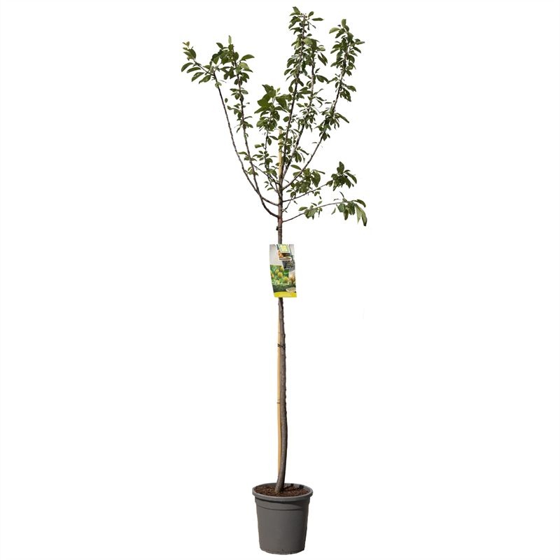 Prunus dom. R-Cl. d'Oullins hoog Gele pruim, D 31