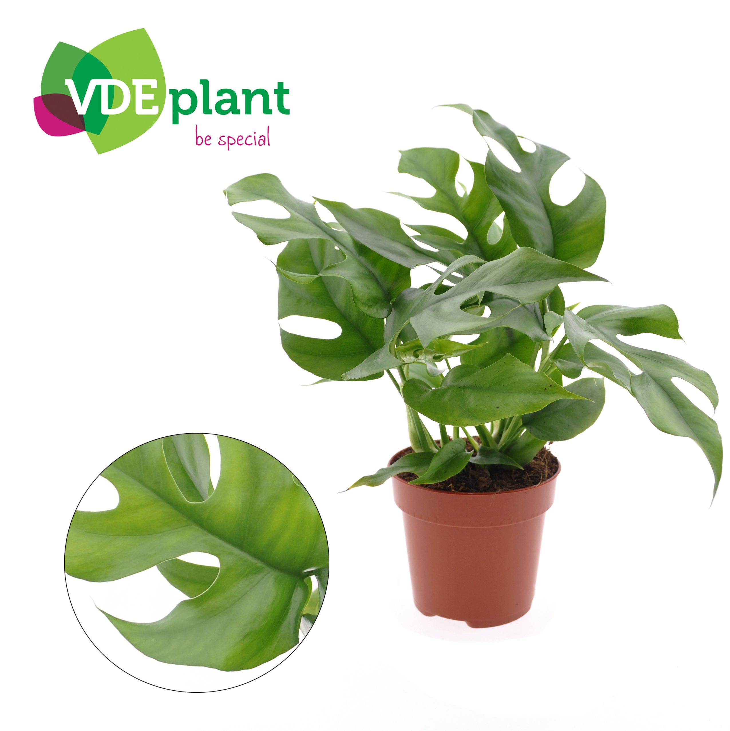 Monstera Minima, D 12