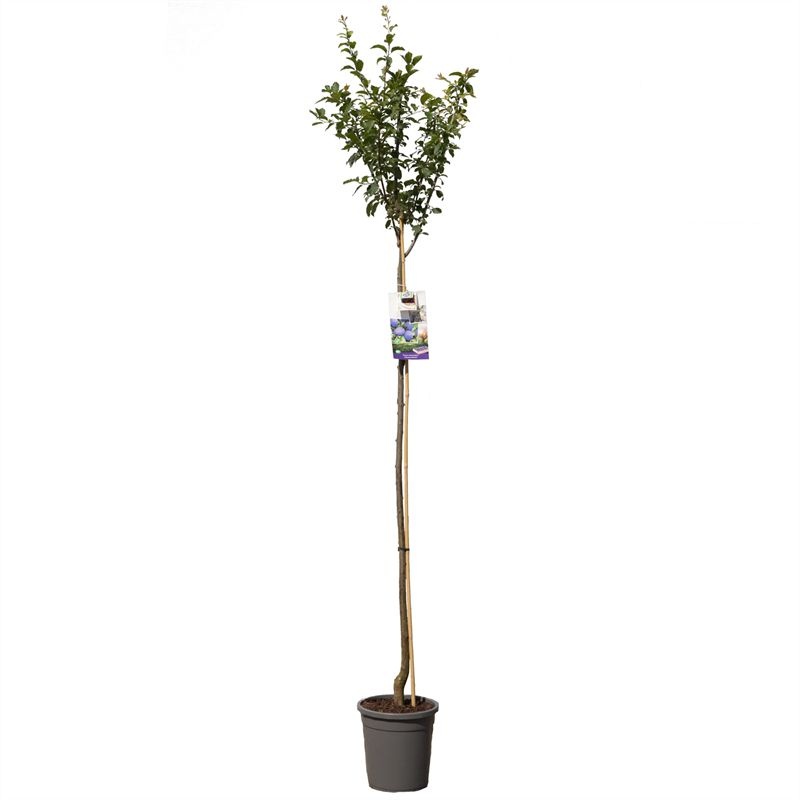 Prunus dom. Hauszwetsche hoogstam VERS GEPOT, Donkerblauwe pruim, D 31
