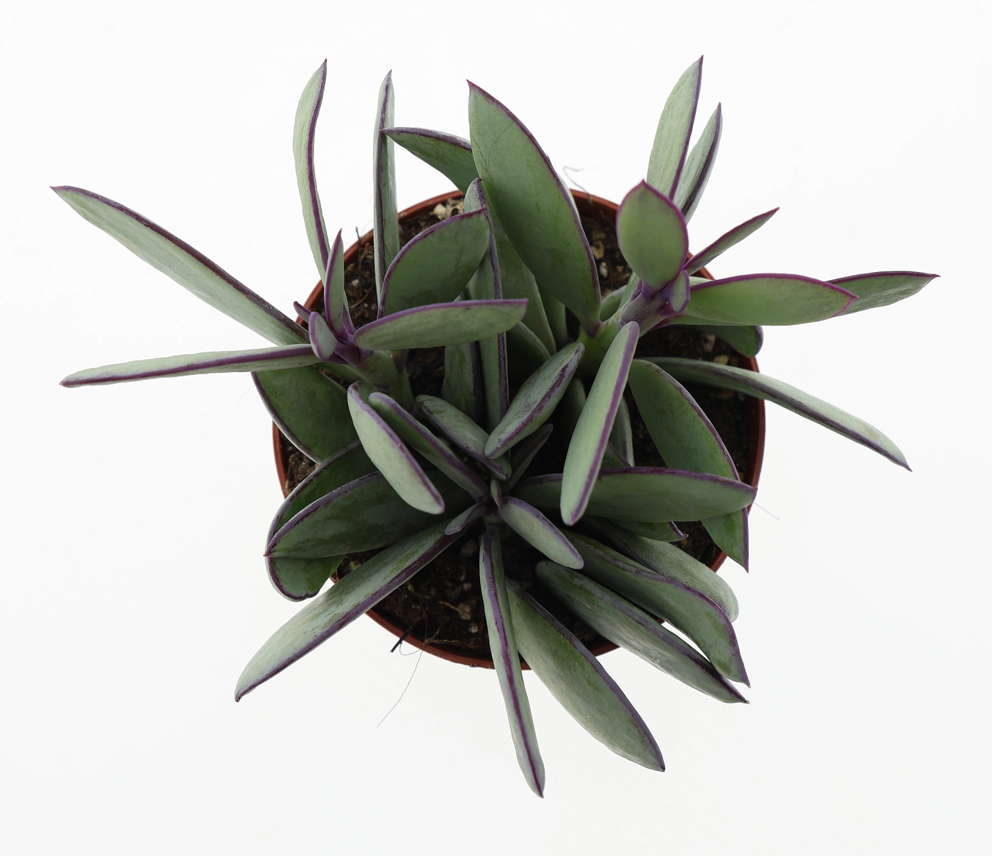 Senecio crasissimus, D 8,5