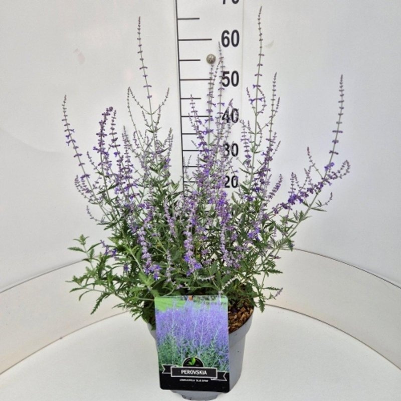 Perovskia 'Blue Spire', D 29