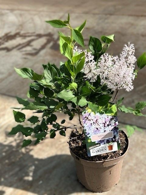 769 LDW : Pot 19 cm Syringa Patula Miss Kim, D 19