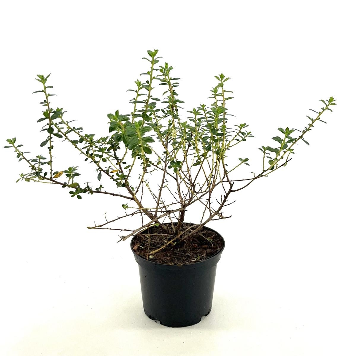 Escallonia 'Red Elf', D 17