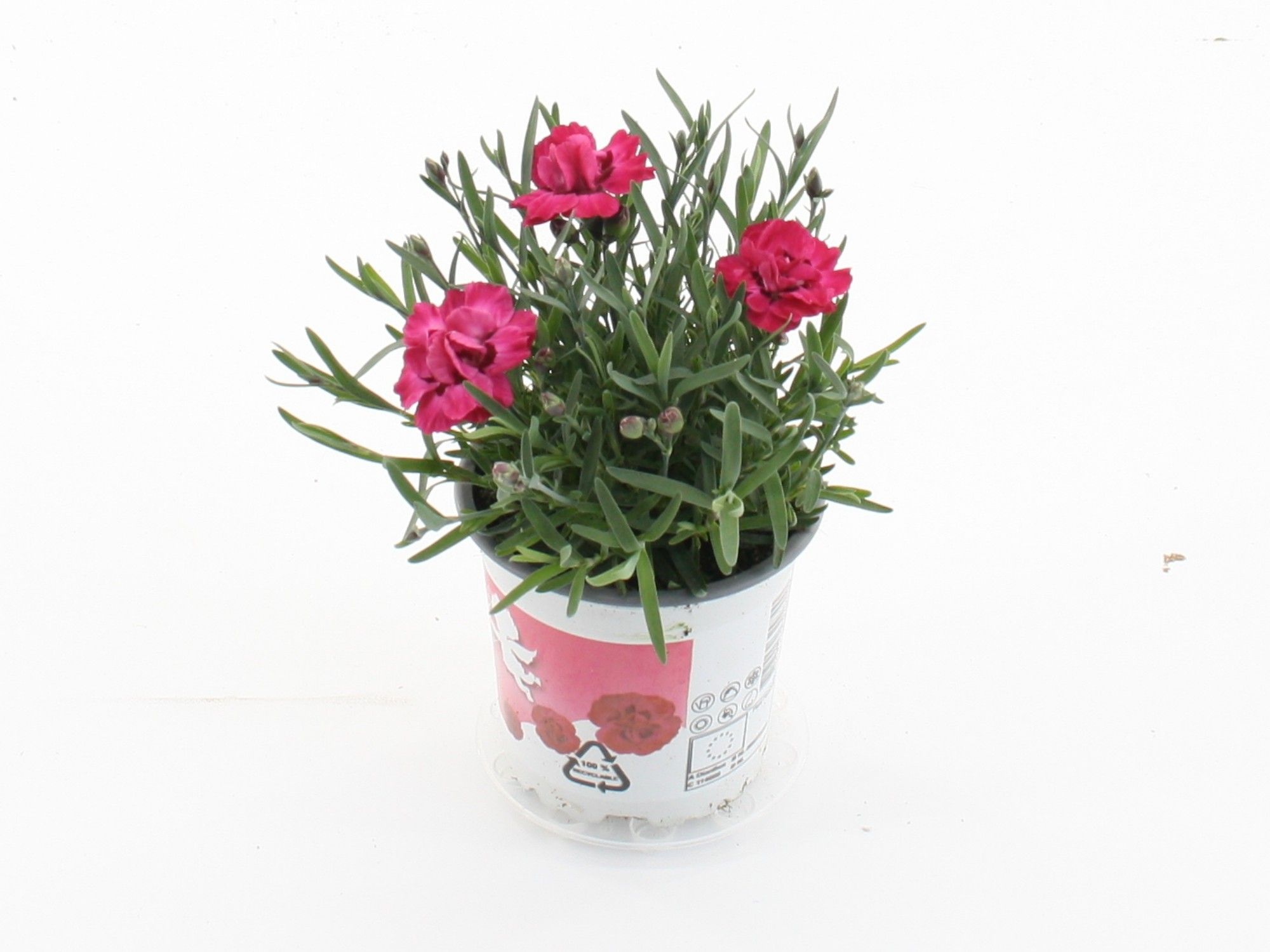 Dianthus Early Love, D 10,5