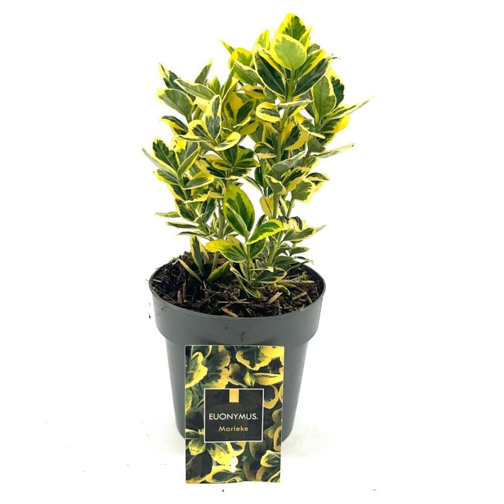 Euonymus jap. Marieke, D 15