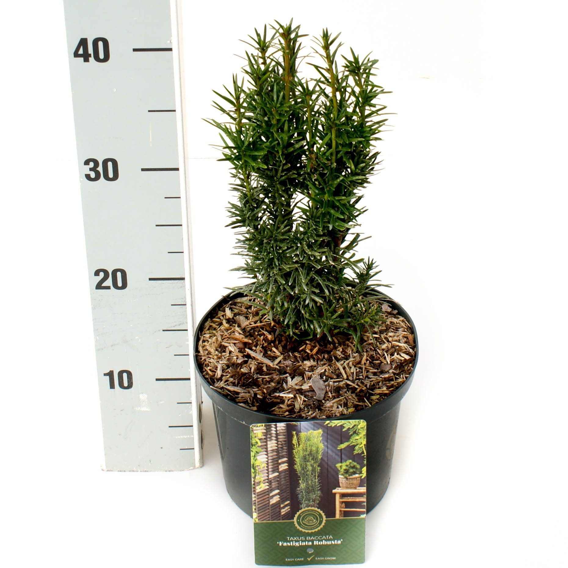 Taxus b. 'Fastigiata Robusta', D 18