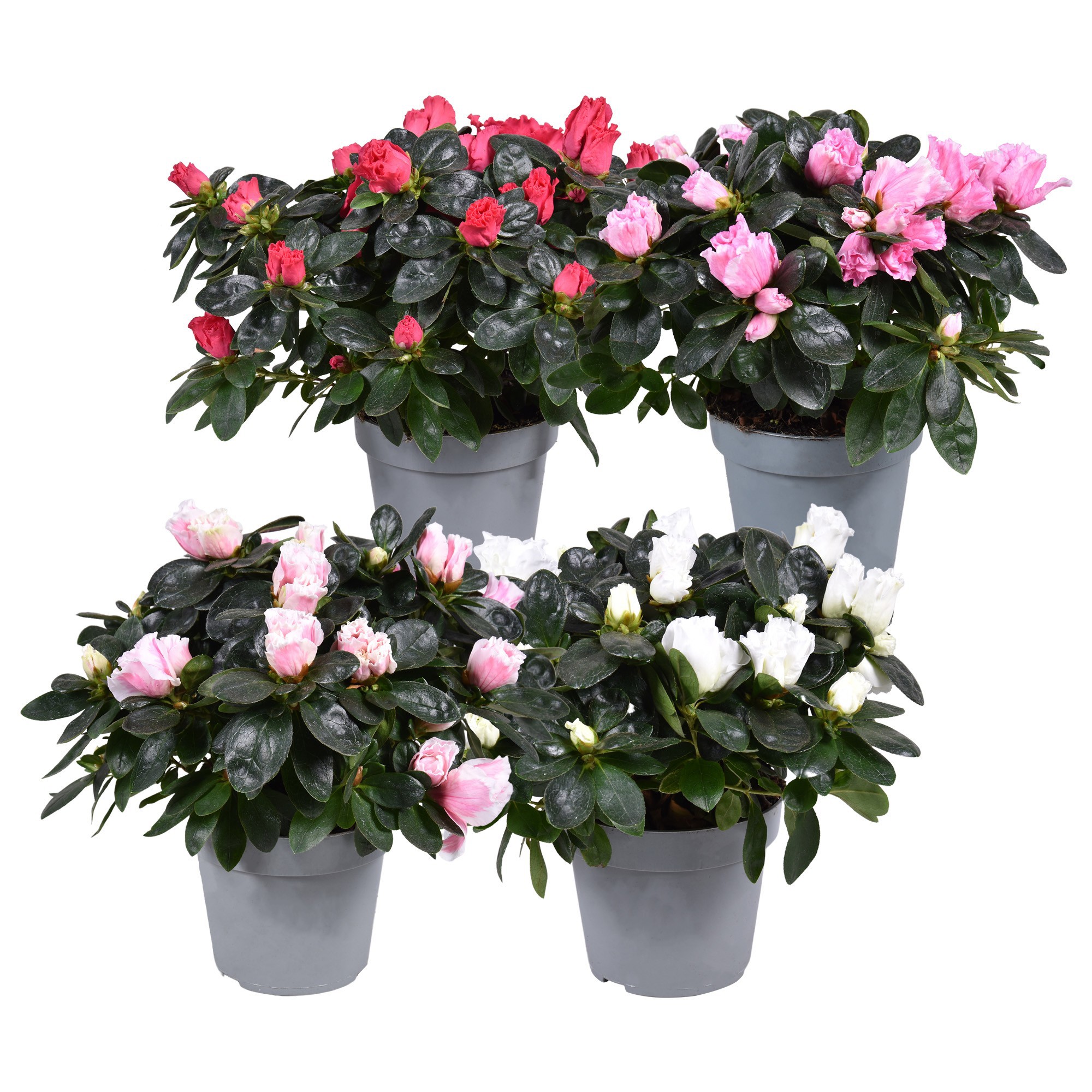 Azalea'Vogel'gemengd'Rijp'pot13, D 13