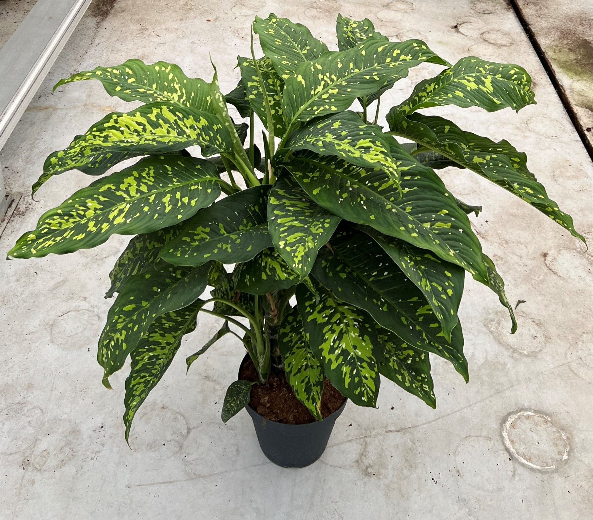 Dieffenbachia 'Spotty 30cm, D 30