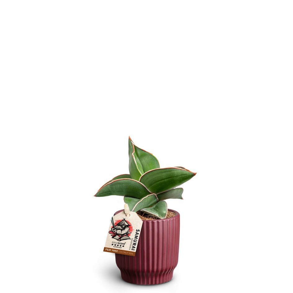 Nordic Aubergine, Samurai, D 7